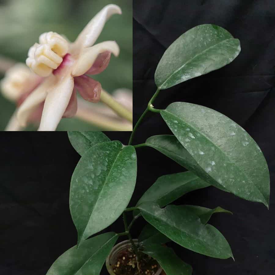 Hoya albiflora