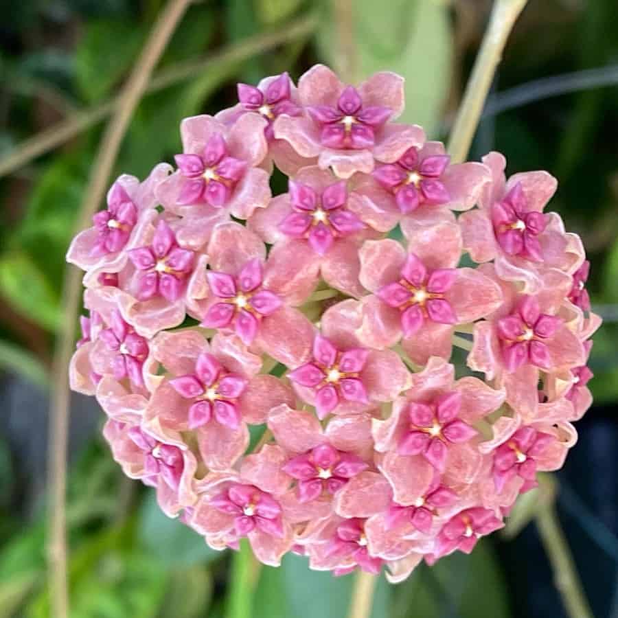 Hoya aldrichii