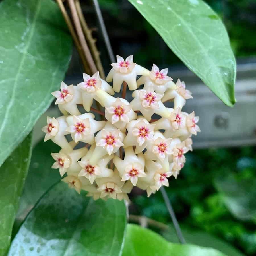 Hoya amoena