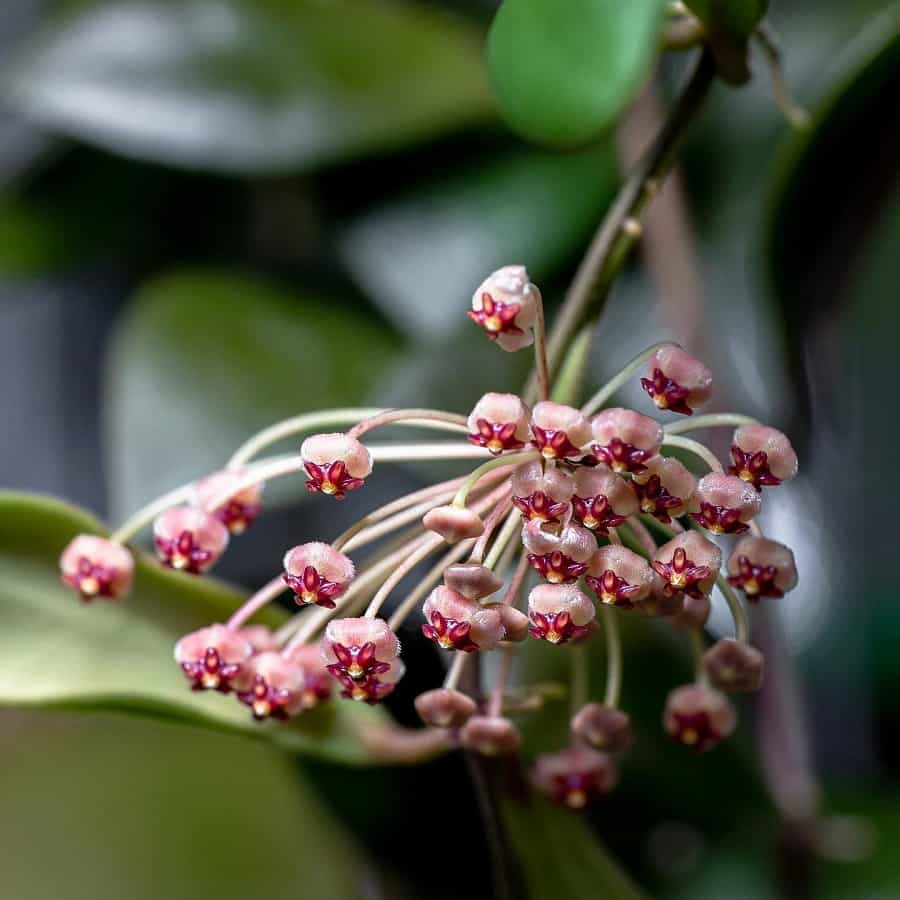 Hoya andalensis