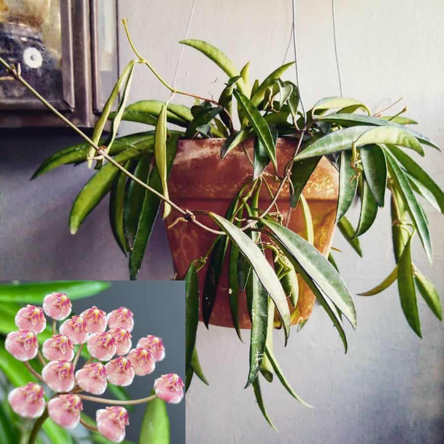 Hoya angustifolia
