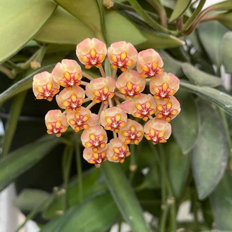 Hoya anncajanoae