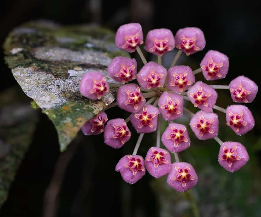 Hoya apoensis