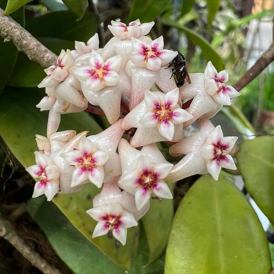 Hoya arnottiana