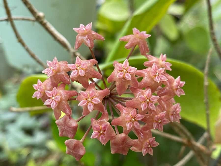 Hoya aurantiaca