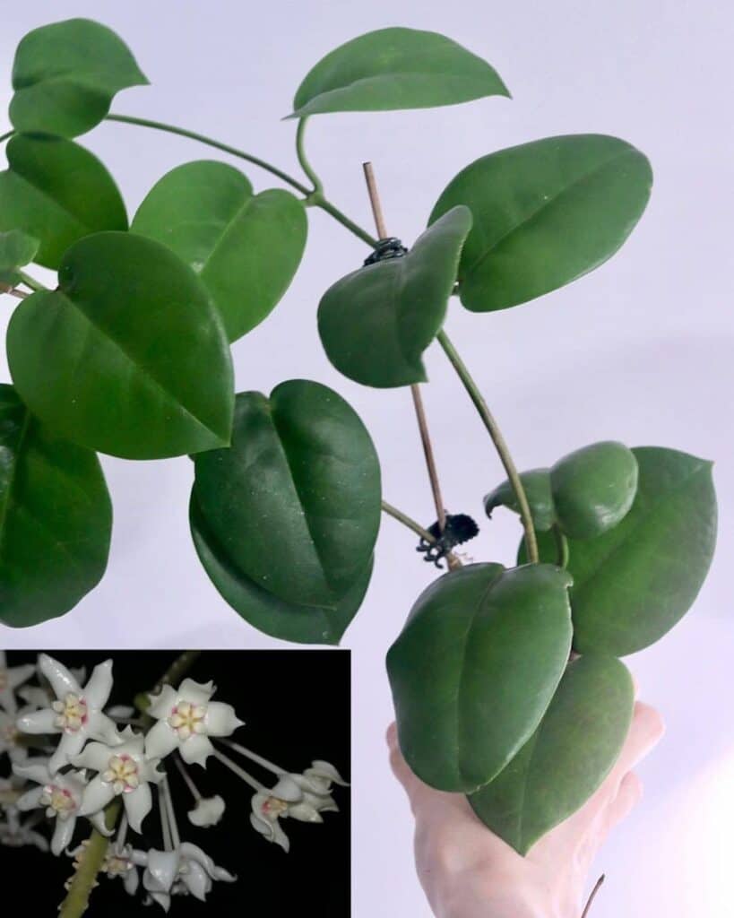 Hoya australis ssp sana