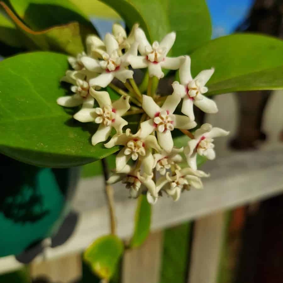 Hoya australis ssp tenuipes