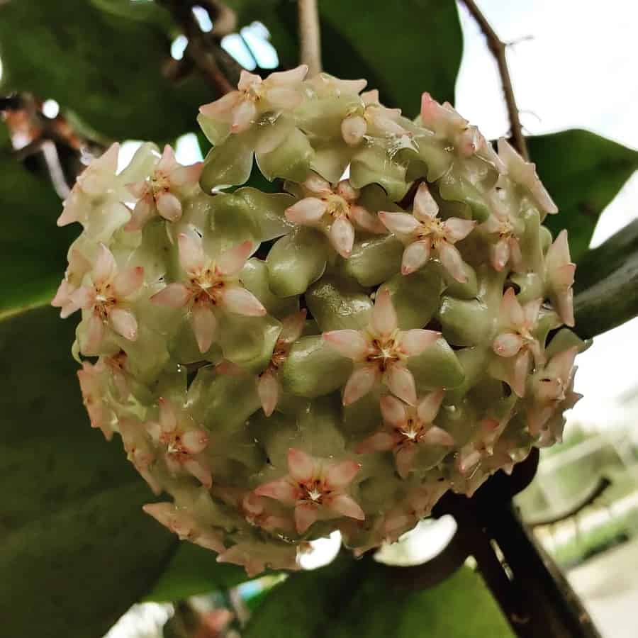 Hoya balaensis