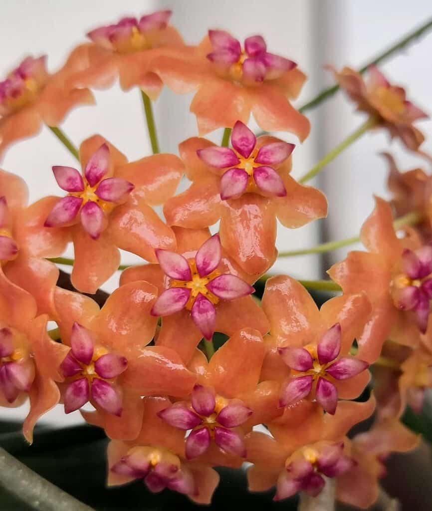 Hoya benguetensis