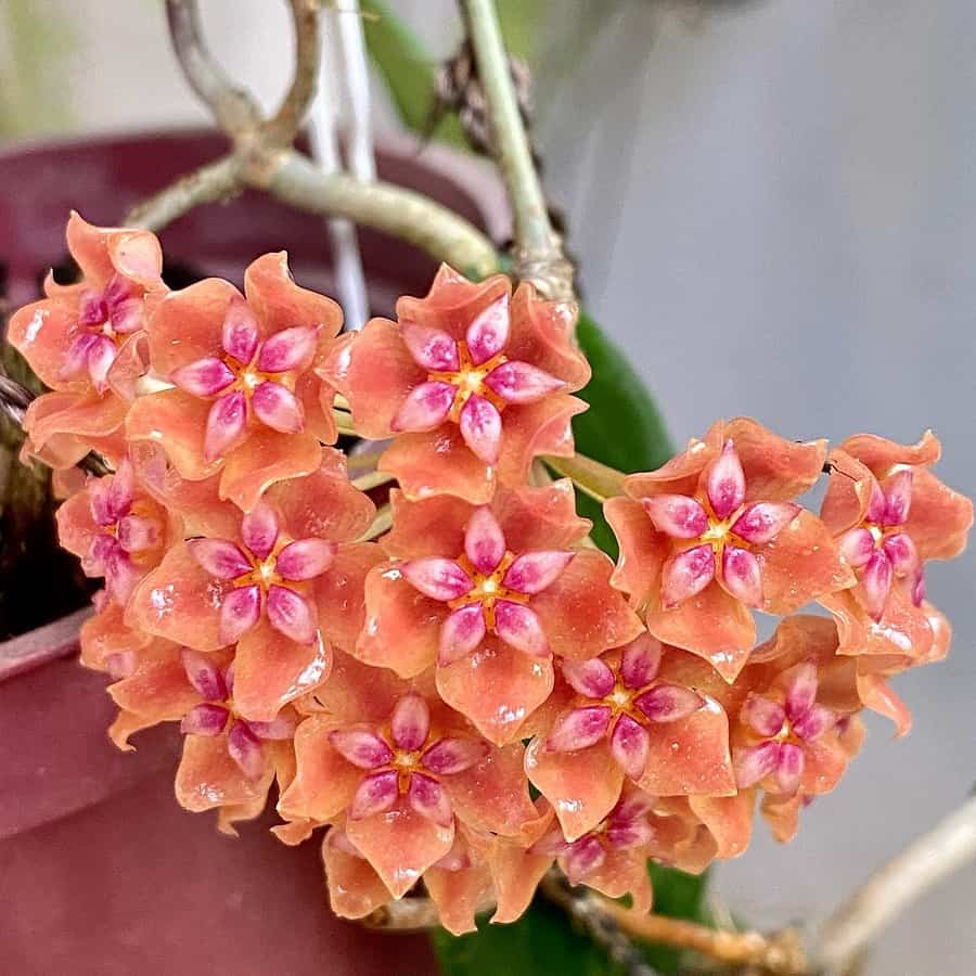 Hoya benvergarae