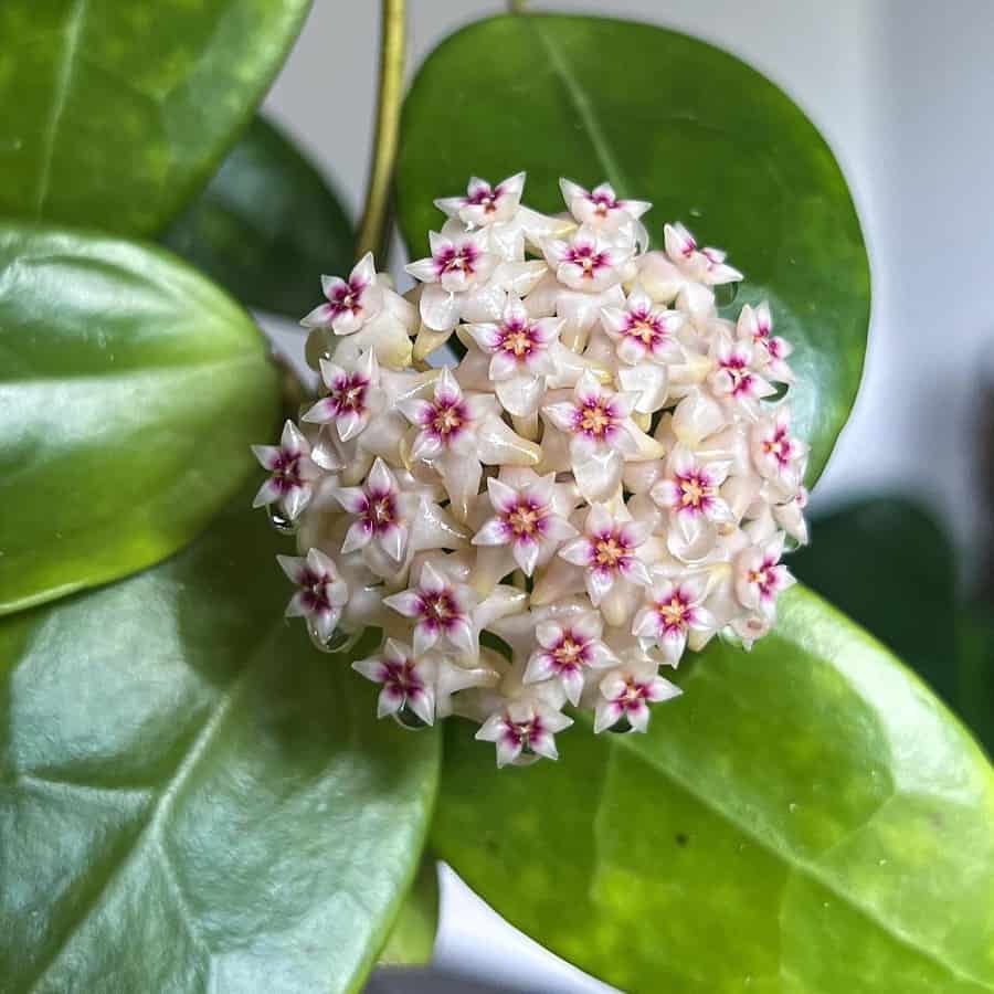 Hoya bhutanica