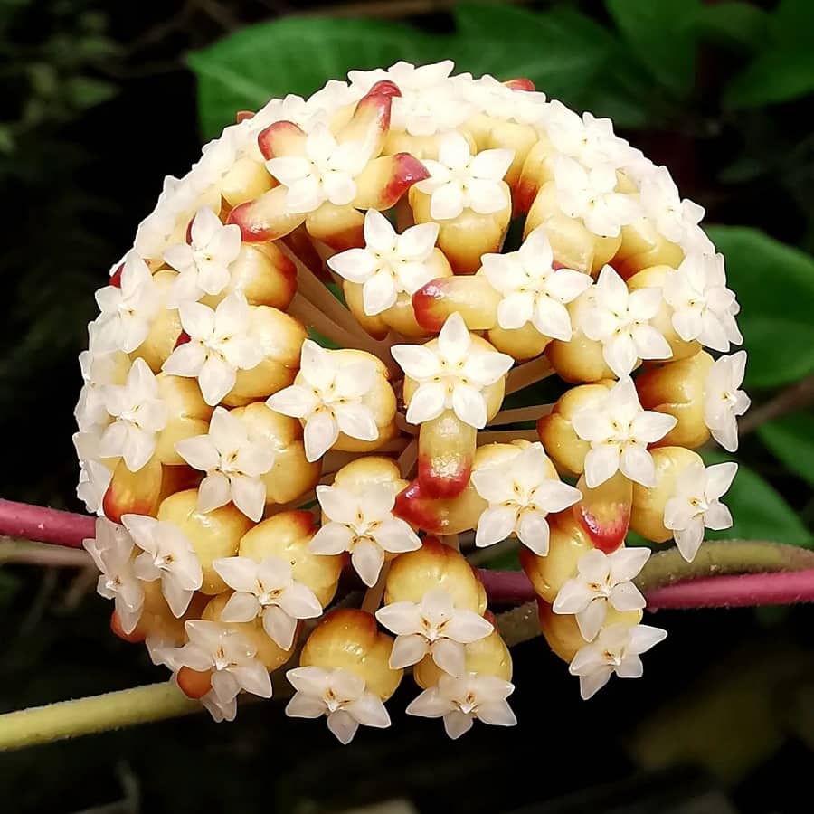 Hoya bicolor