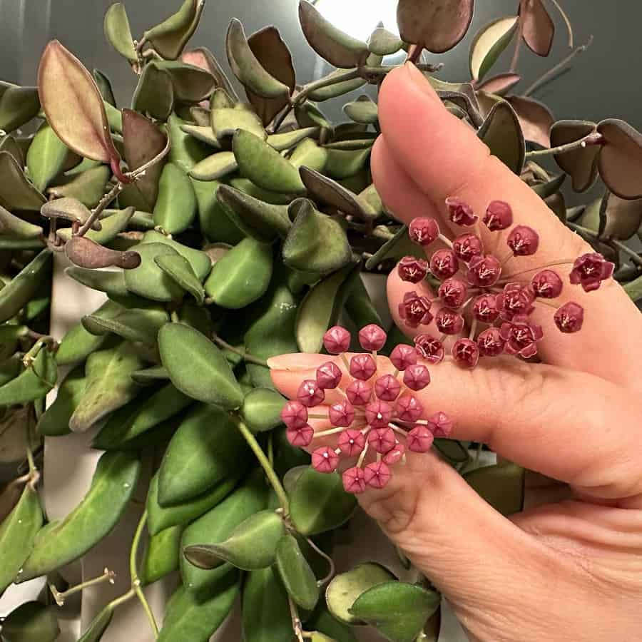 Hoya bilobata