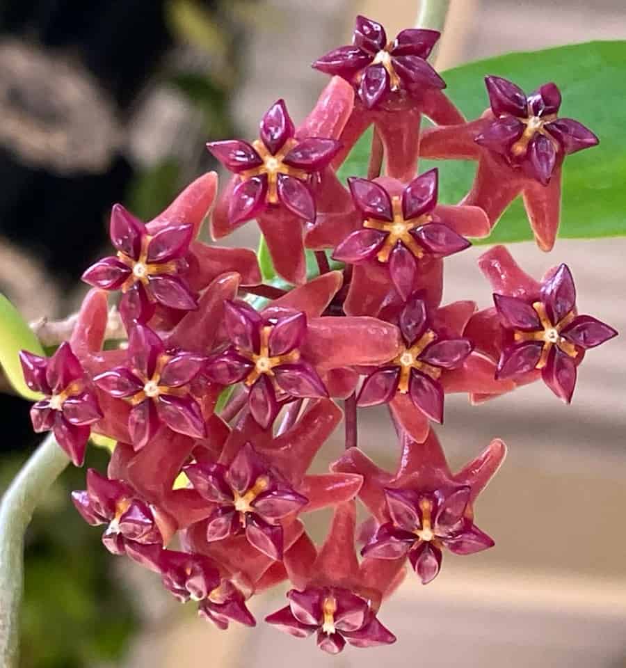 Hoya bordenii