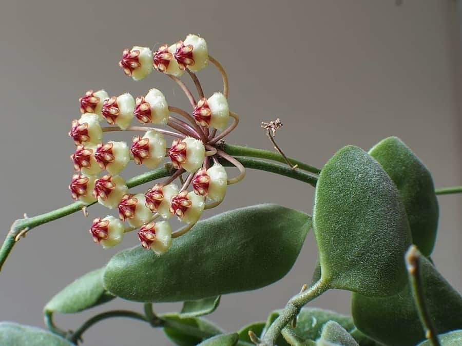 Hoya brevialata