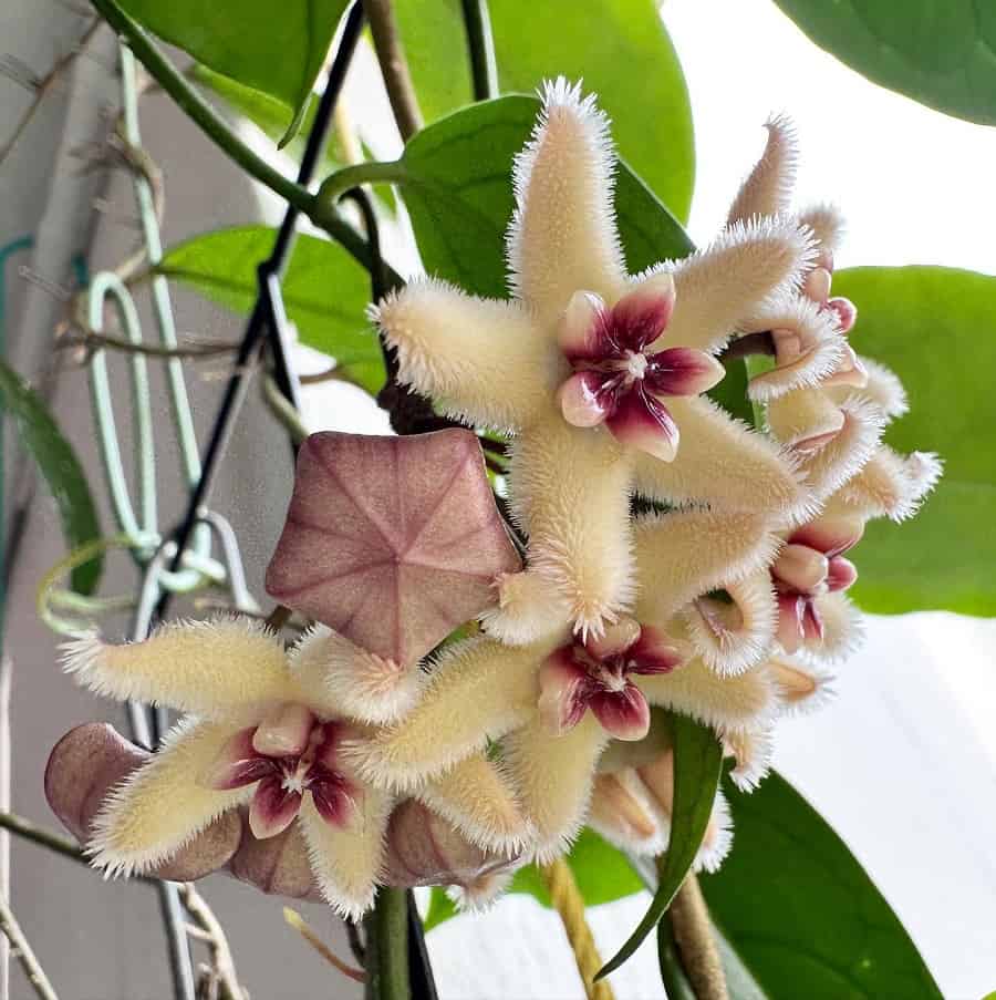 Hoya buotii