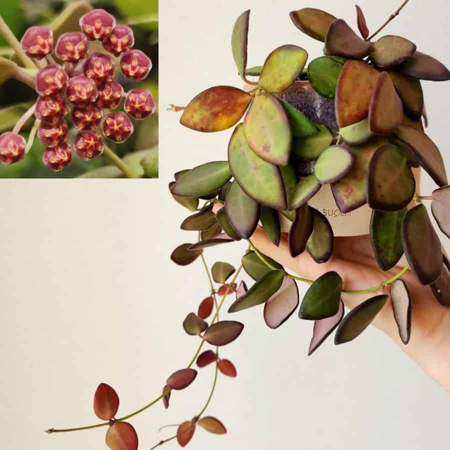 Hoya burtoniae