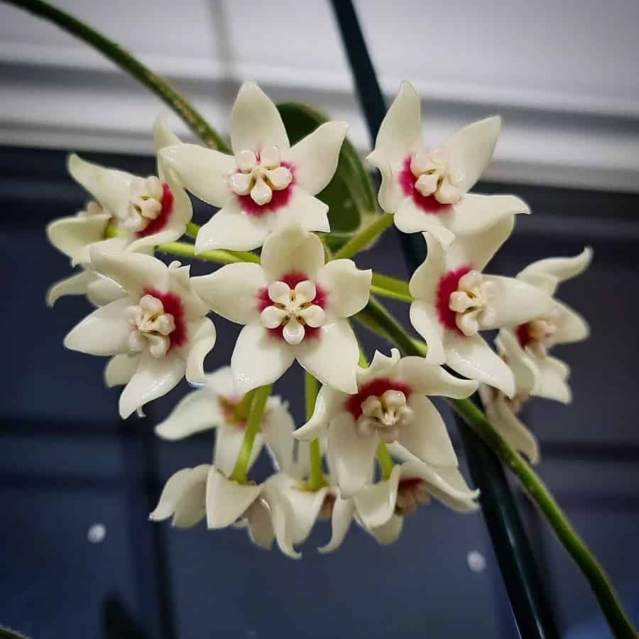 Hoya calycina