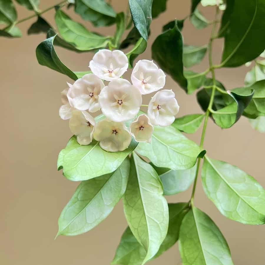 Hoya campanulata