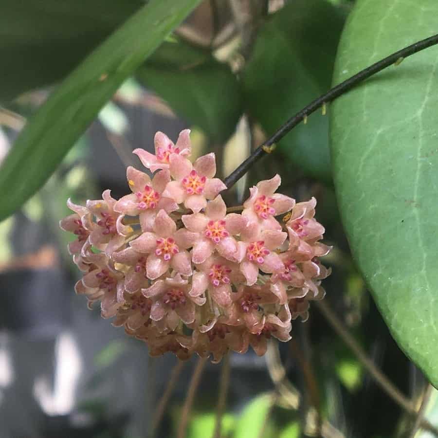 Hoya camphorifolia