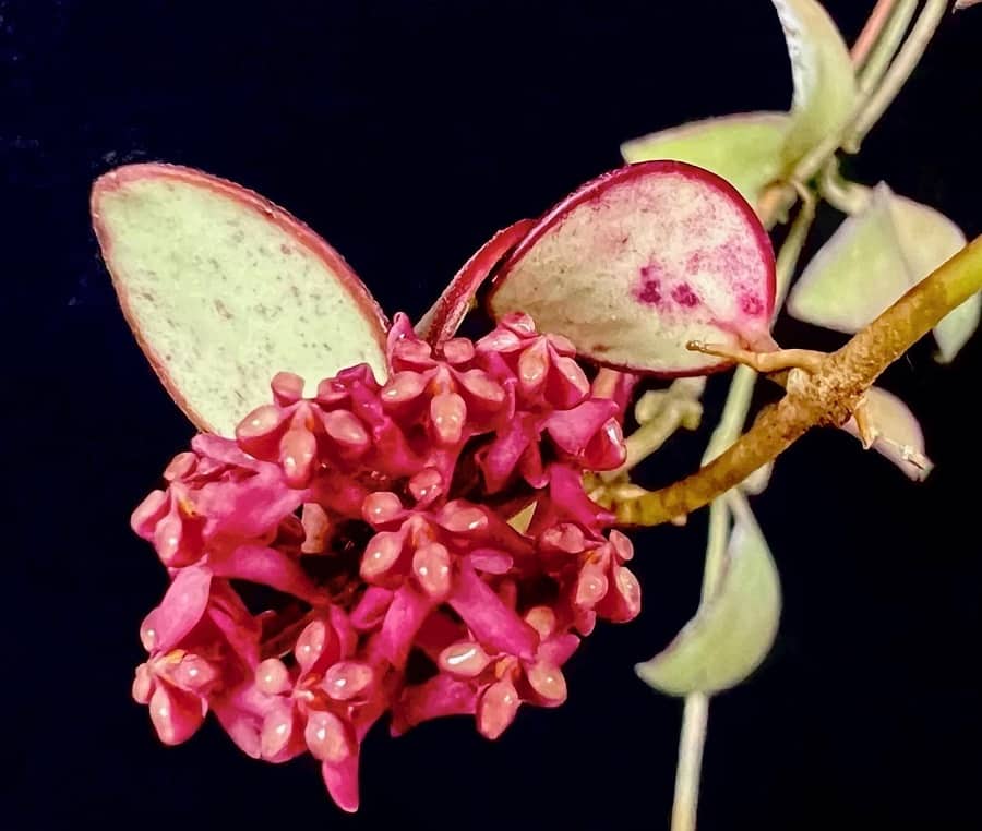 Hoya carmelae