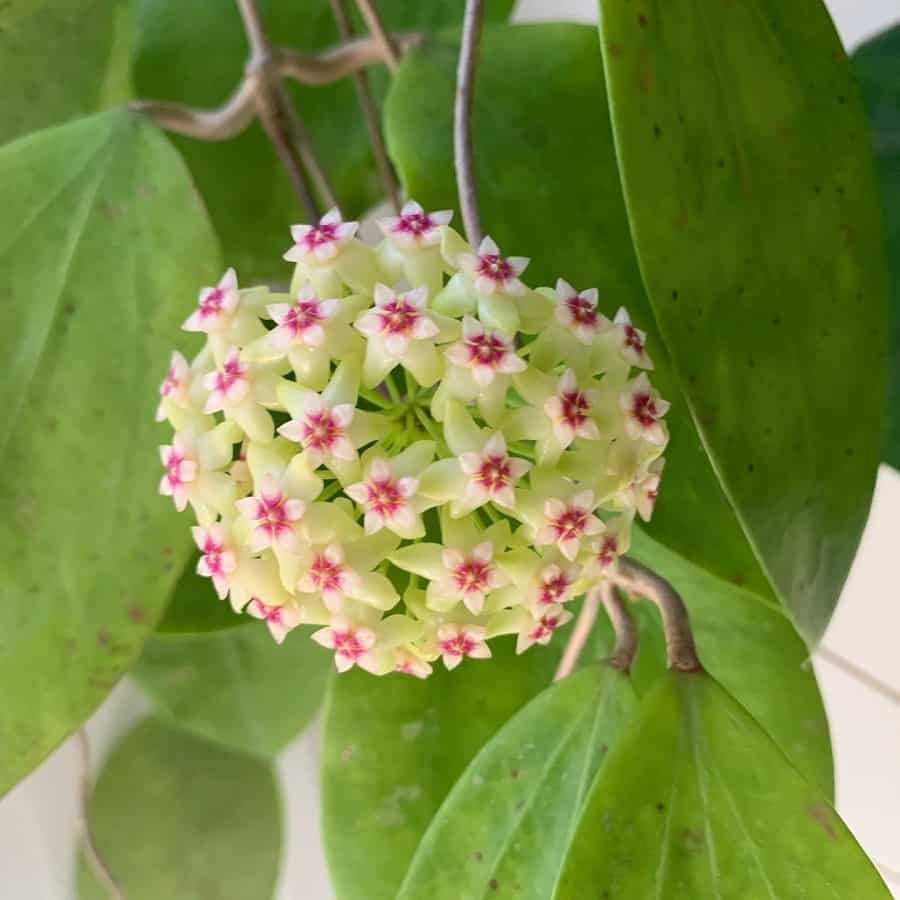 Hoya citrina