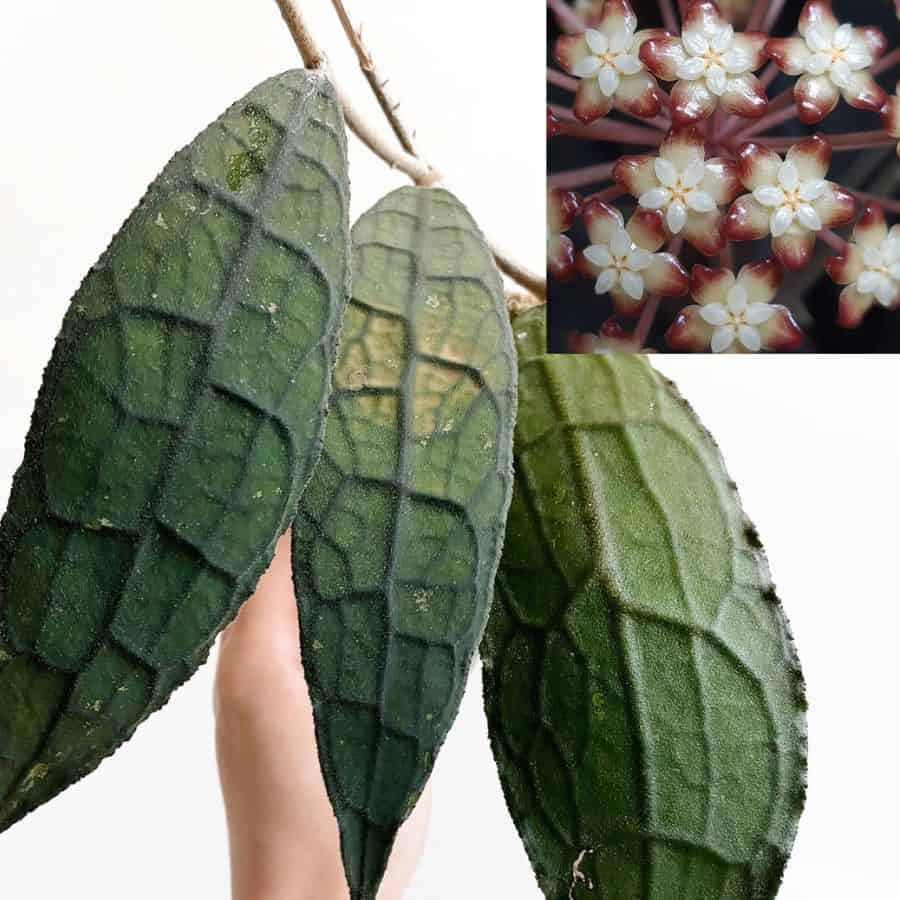 Hoya clemensiorum