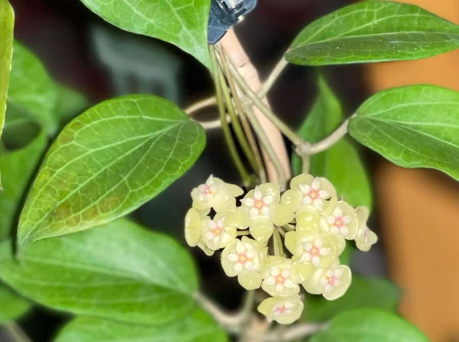 Hoya cominsii