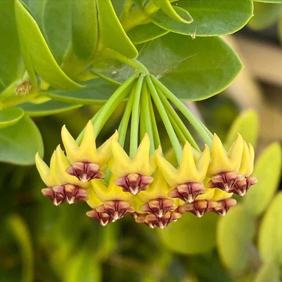 Hoya cumingiana