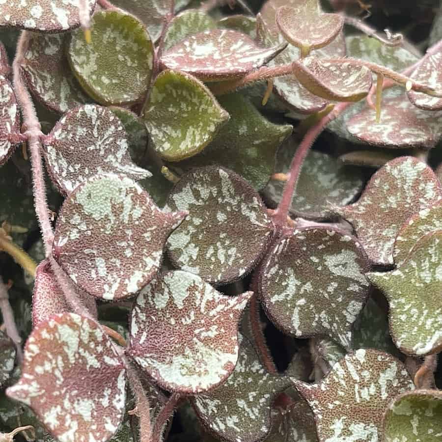 Hoya curtisii