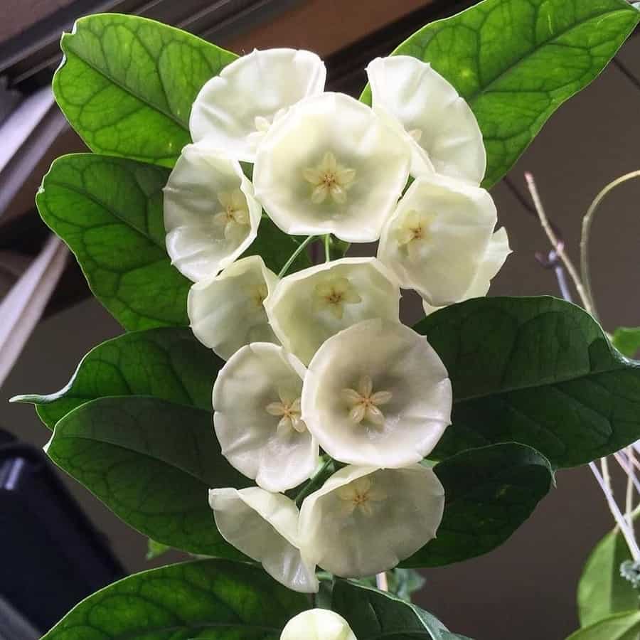 Hoya danumensis