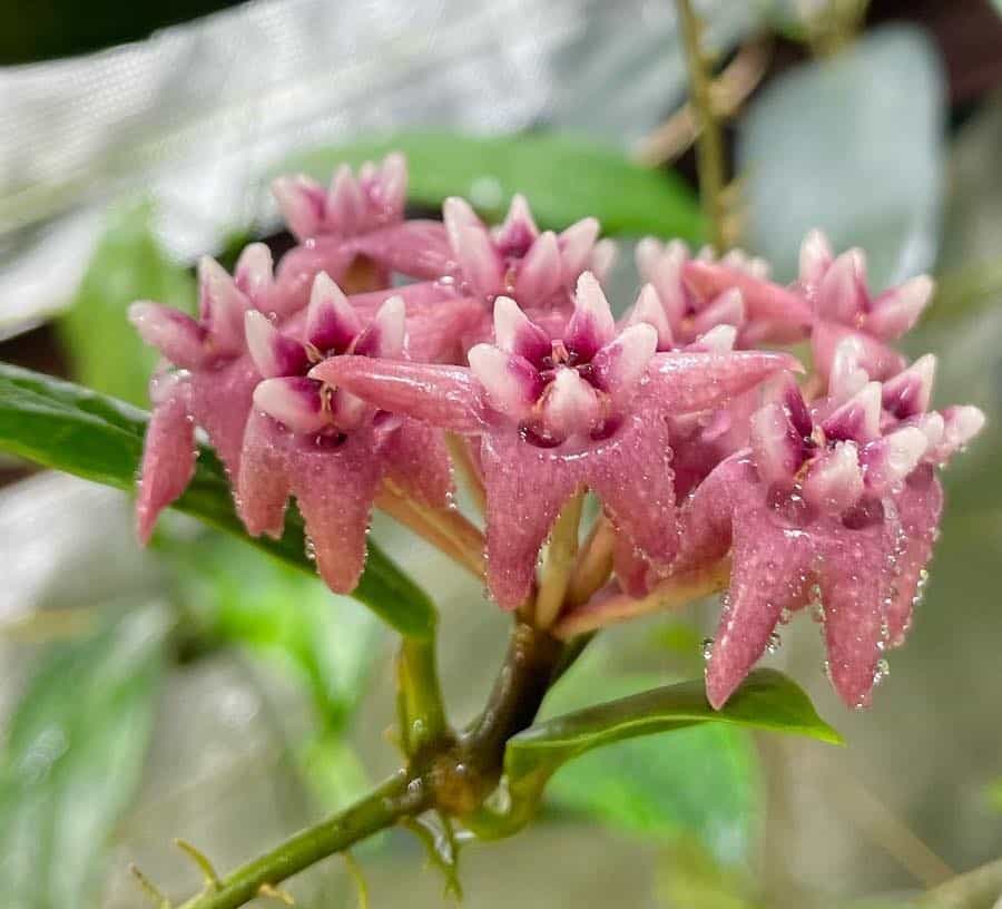 Hoya darwinii