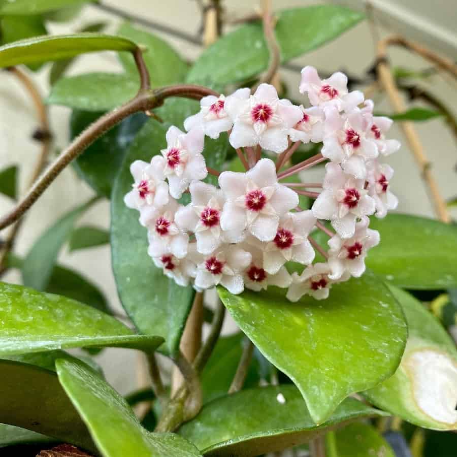 Hoya dasyantha