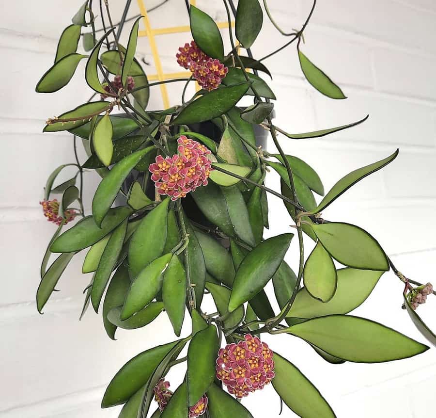 Hoya davidcummingii