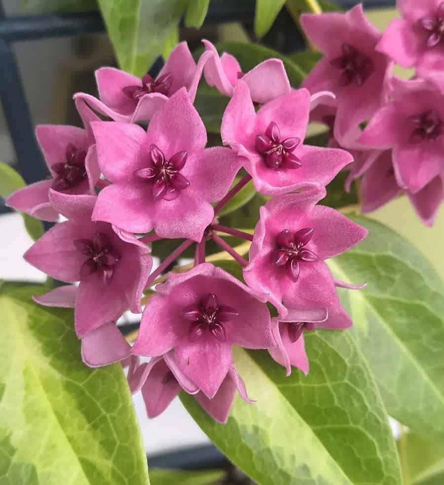 Hoya dennisii