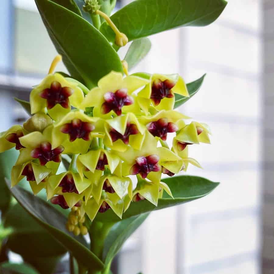 Hoya densifolia