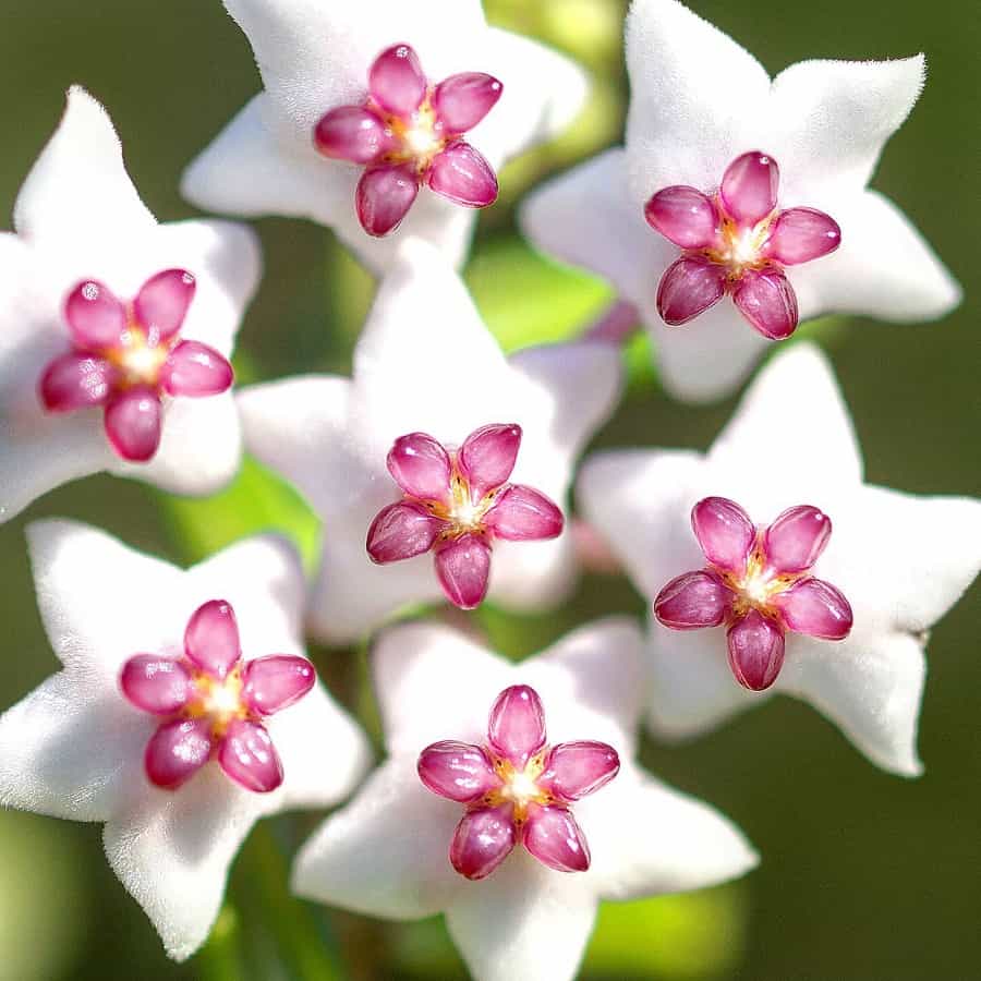 Hoya dickasoniana