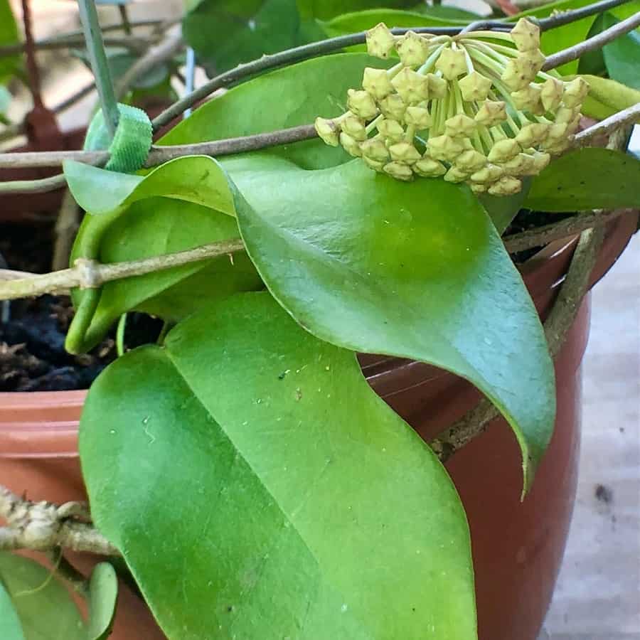 Hoya dimorpha