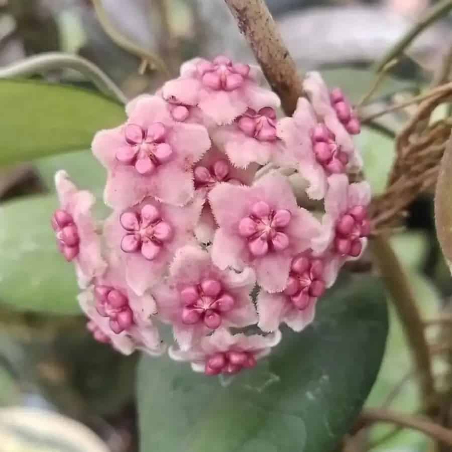 Hoya diversifolia