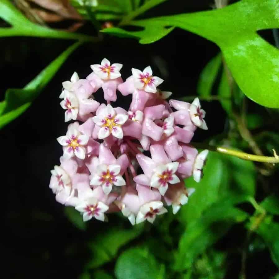 Hoya dolichosparte