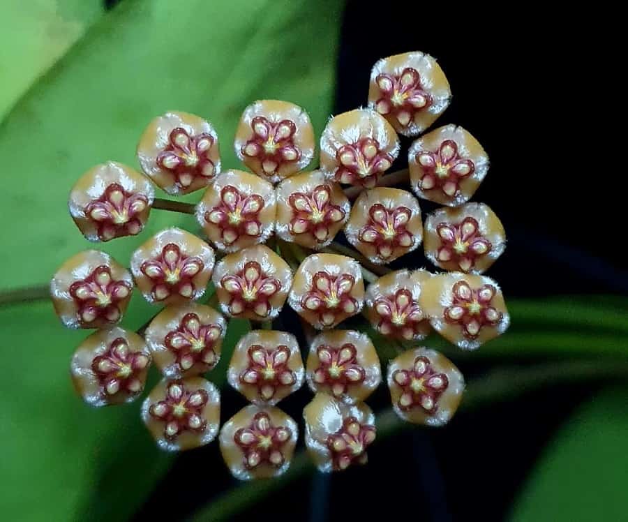 Hoya edanoi