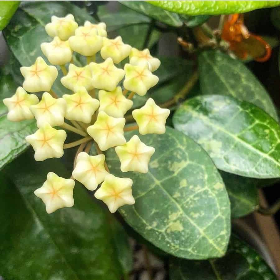 Hoya elliptica