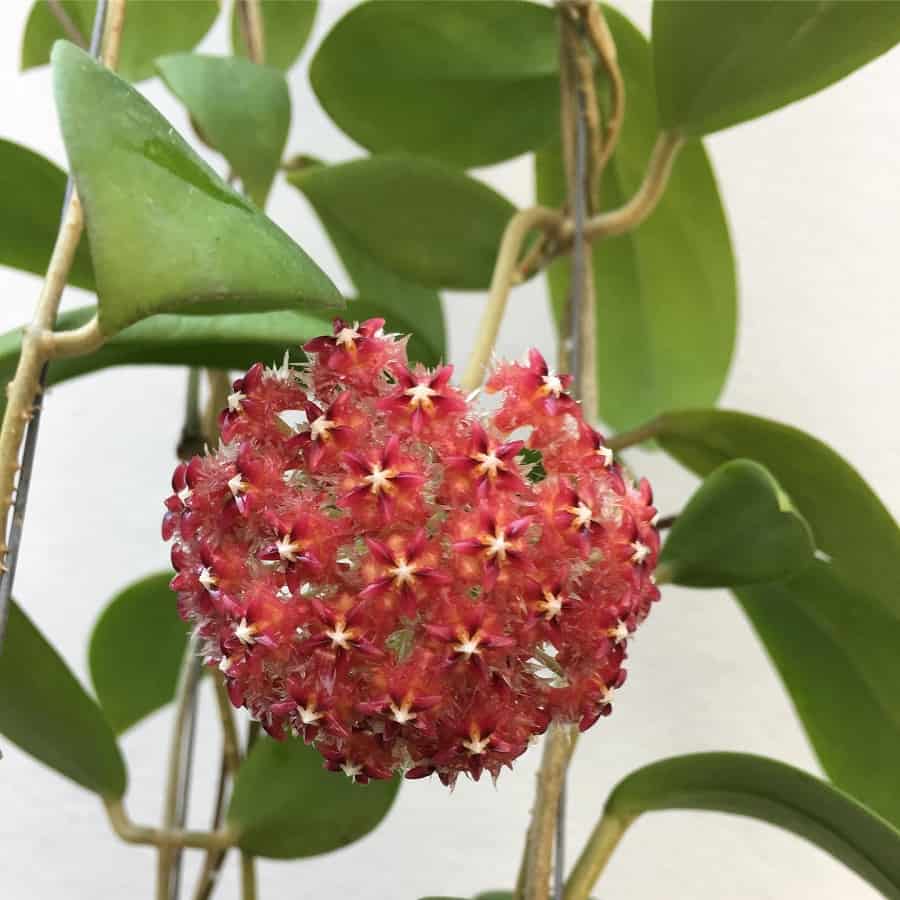 Hoya elmeri