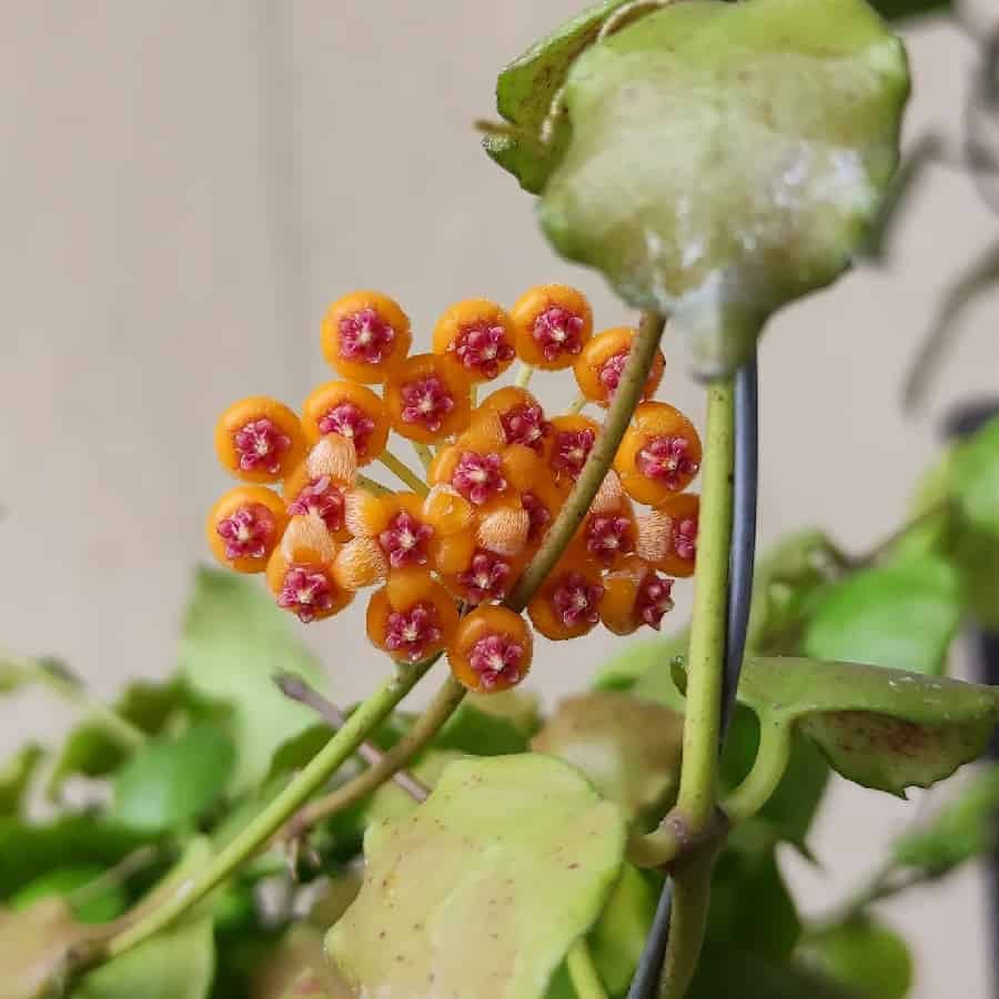 Hoya endauensis