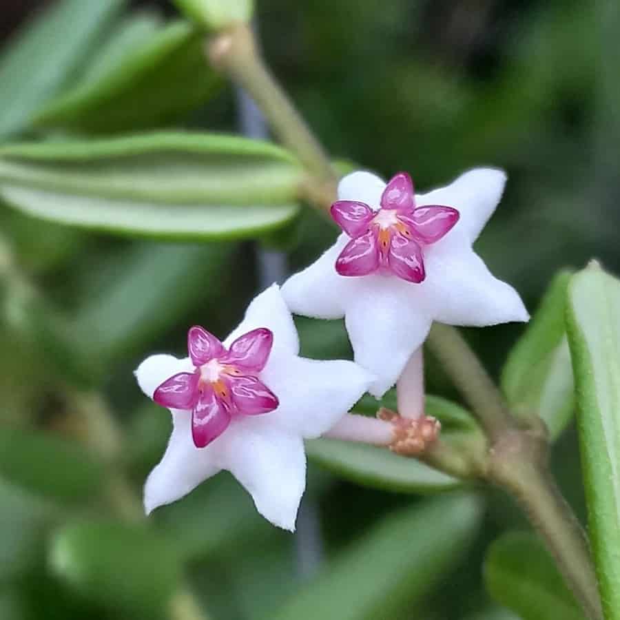 Hoya engleriana