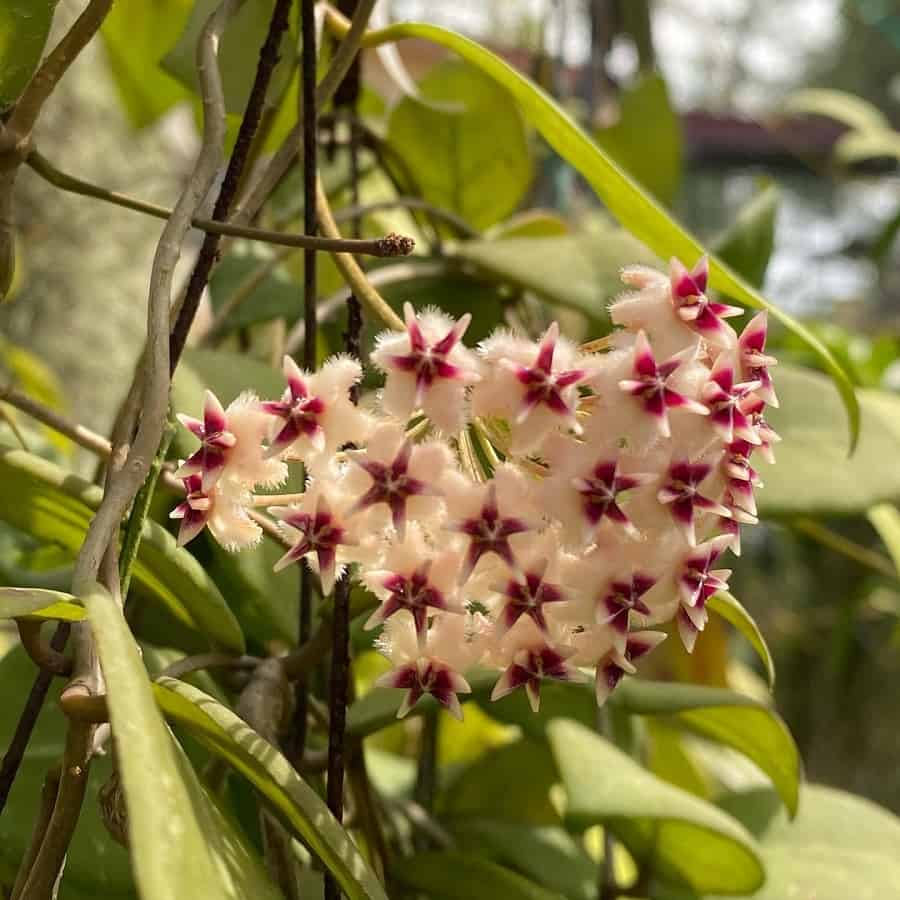 Hoya erythrostemma