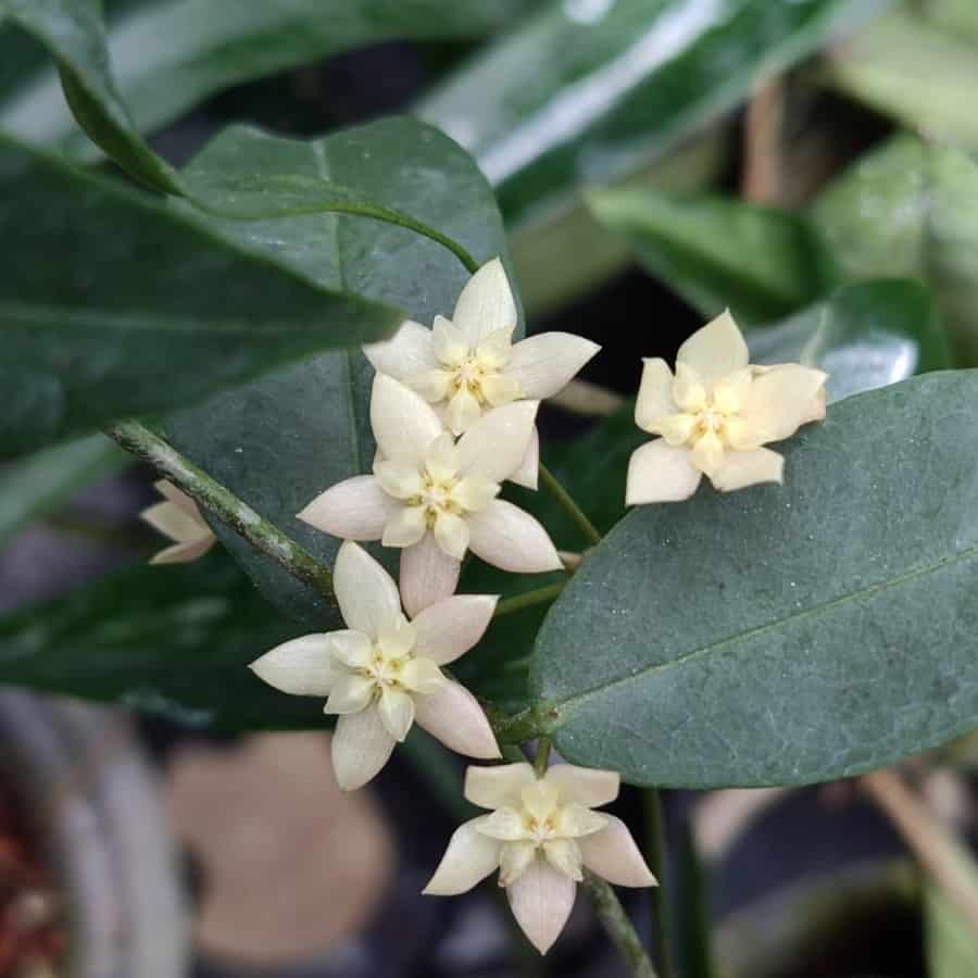 Hoya exilis