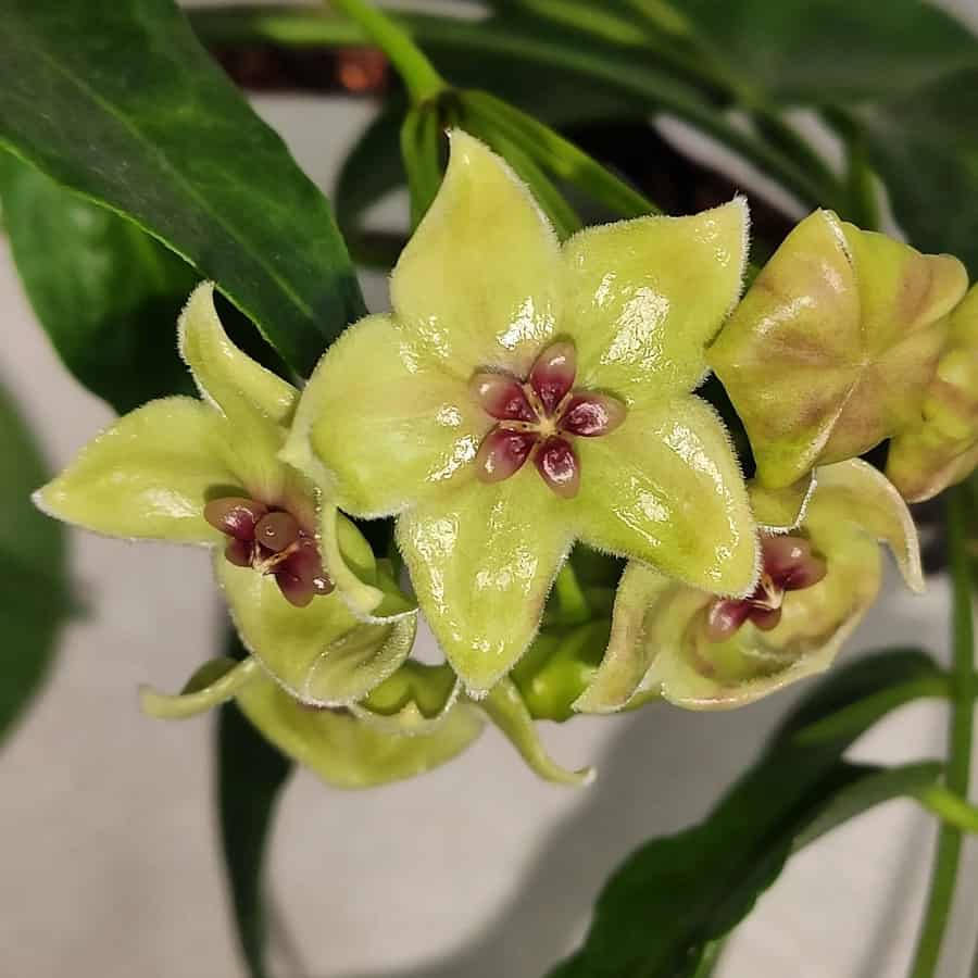 Hoya filiformis