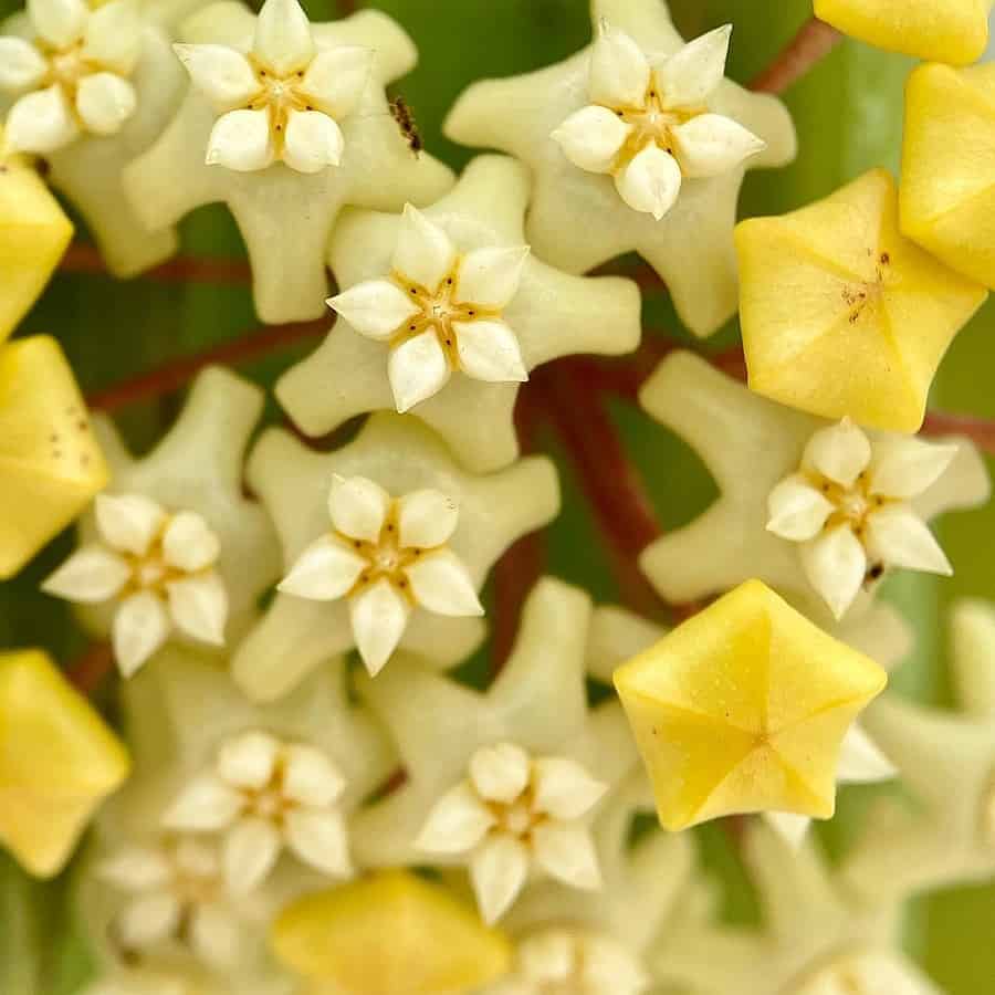 Hoya fischeriana