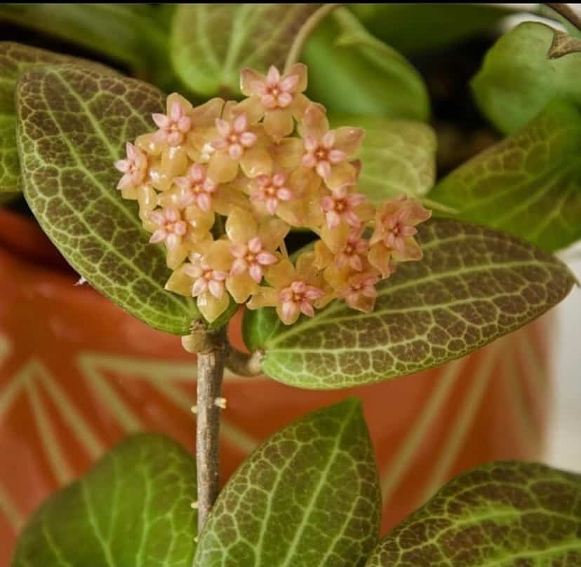 Hoya fitchii